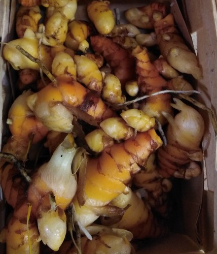 Curcuma frais